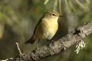 pajaro 4